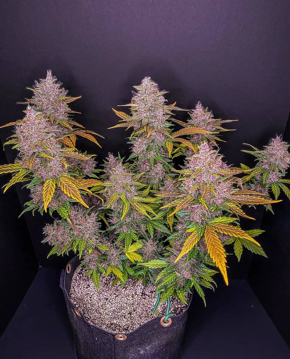 BiotopsBiz's tweet photo. 💥 Délicieuses saveurs et effets, production colossale, et ultra-rapides, voici les Auto Fast Buds du Jour 💥
LSD 25 👉 https://t.co/eutN7SF1Z6
Lemon AK 👉 https://t.co/1JswsC56uX
#growyourown #growshop #groworganic #groweed #cannabiscommunity #cannabis #cannabisculture https://t.co/6tq71T1p00