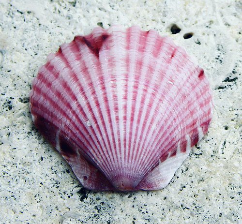 RuPaul as sea creatures.A thread.