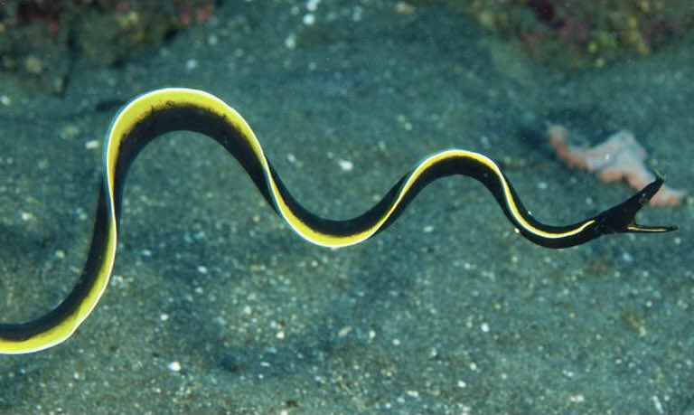 RuPaul as sea creatures.A thread.