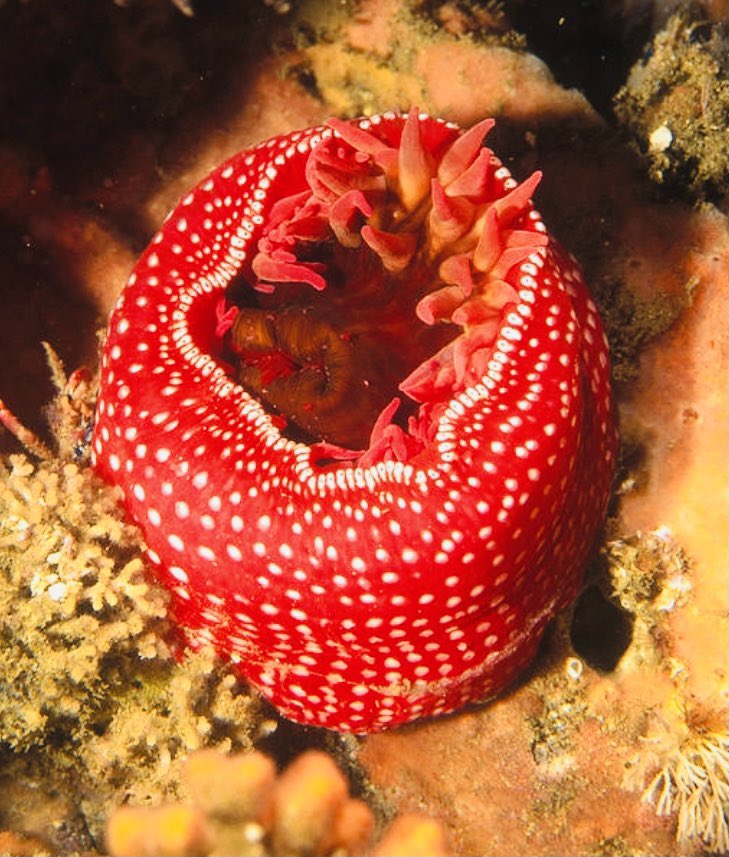 RuPaul as sea creatures.A thread.