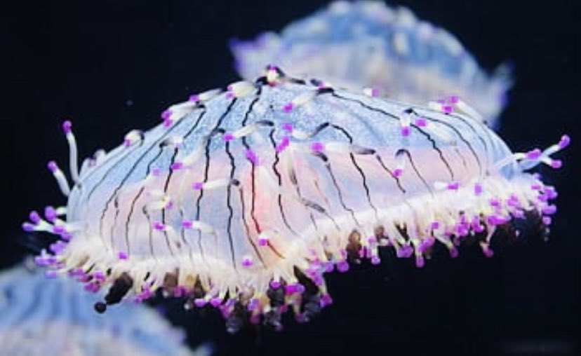 RuPaul as sea creatures.A thread.