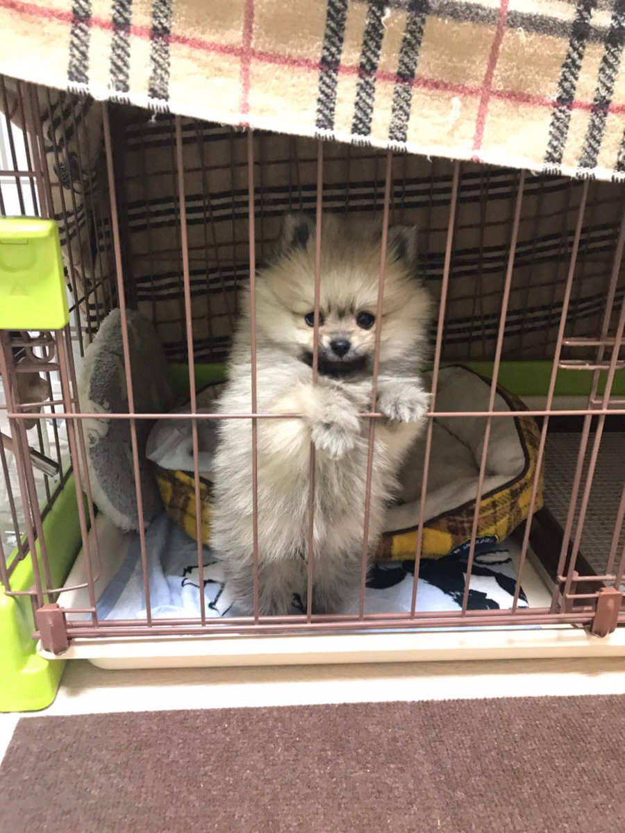 ねねぽてちゃん ポメラニアン 宣伝 Youtubeに動画を本日19時に初投稿しました かわいいねねちゃんを是非見てね T Co Wxb2xf2dnt ポメラニアン いぬのいる暮らし Pomeranian