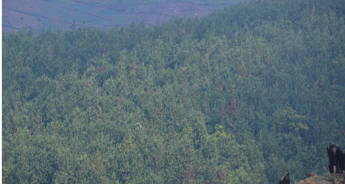 ForestryMgt_MWE's tweet photo. #Knowforestry
Coniferous plantations (CP). This includes Conifers; Pine spp. and Cypress spp. In many cases, class one consisting of Eucalyptus is planted in small woodlots below the minimum mappable area and were therefore not mapped as individual polygons in Mafuga CFR. https://t.co/gTBG7O1a1Q