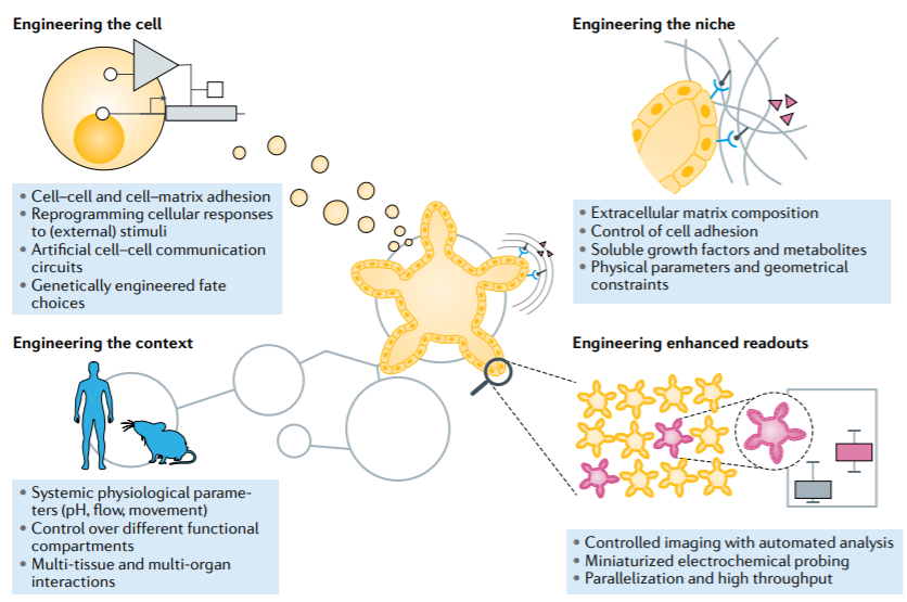 NatRevMaterials (@natrevmater) on Twitter photo Engineering organoids by <a href="/TheLutolfLab/">Matthias Lutolf</a> <a href="/EPFL/">EPFL</a>! In this Review, <a href="/TheLutolfLab/">Matthias Lutolf</a> argues that many limitations of #organoid cultures can be addressed by engineering approaches. From engineering the cell and niche, to engineering the organism-level context go.nature.com/3pvn2yF Engineering organoids by <a href="/TheLutolfLab/">Matthias Lutolf</a> <a href="/EPFL/">EPFL</a>! In this Review, <a href="/TheLutolfLab/">Matthias Lutolf</a> argues that many limitations of #organoid cultures can be addressed by engineering approaches. From engineering the cell and niche, to engineering the organism-level context go.nature.com/3pvn2yF