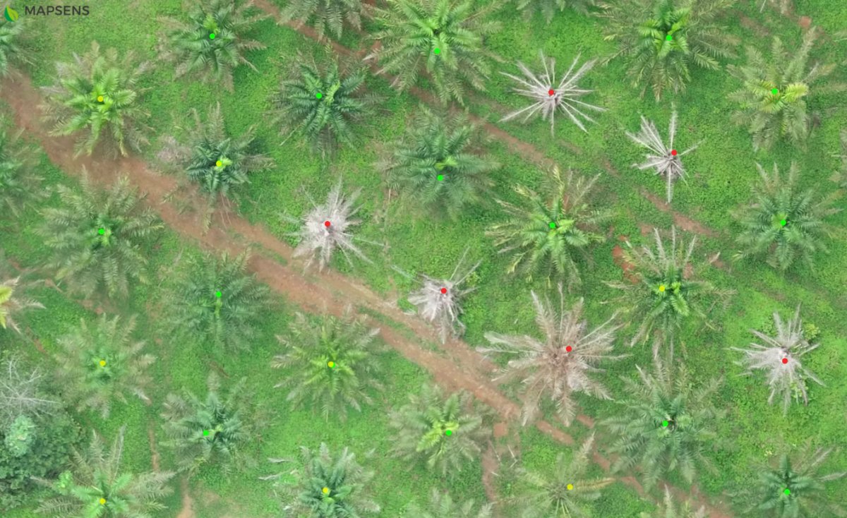 tycgis's tweet photo. 🌿 𝗠𝗮𝗽𝘀𝗲𝗻𝘀 𝗮𝗴𝗿𝗼: ¿Conoces nuestros servicios de inventario y monitoreo de Palma con inteligencia artificial?
🌴 En esta entrada os mostramos un proyecto que hicimos en Colombia.
Leer más: https://t.co/MgBpKw3cba
#agricultura #InteligenciaArtificial #drones #mapsens https://t.co/DLotfTLwXK