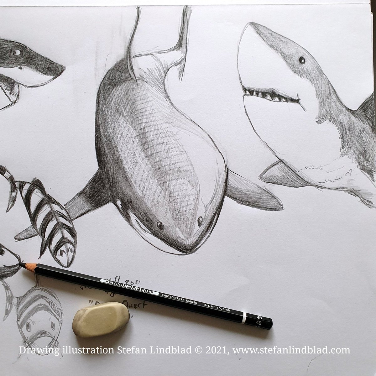 StefanLindblad's tweet photo. My pencil sketch, drawings of a white shark and a pilot fish. #illustrators #artist #pencildrawing #pencilart #shark #whiteshark #pilotfish #illustratör #stefanlindblad #illustratore #dessin #böcker #bokförlag #books https://t.co/V7CqHdwyF6