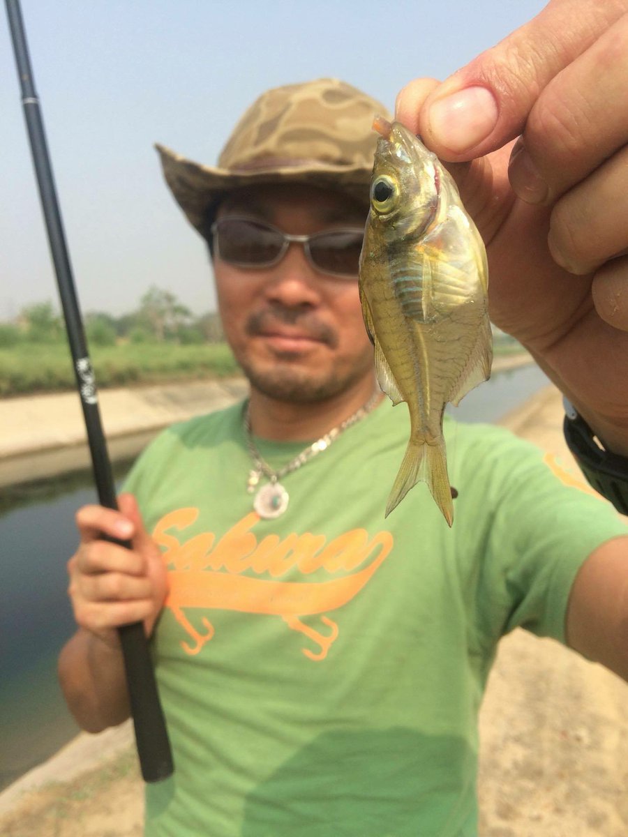 1038ma1's tweet photo. ハリヤナ州
インディアングラスフィッシュ
#India #Haryana #Parambassisranga #Xrayfish https://t.co/u2vhGOWDNC