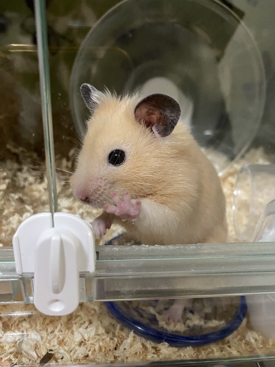 キンクマハムスターのもちお Kinkumamochio Twitter キンクマハムスターのもちお Kinkumamochio Twitter