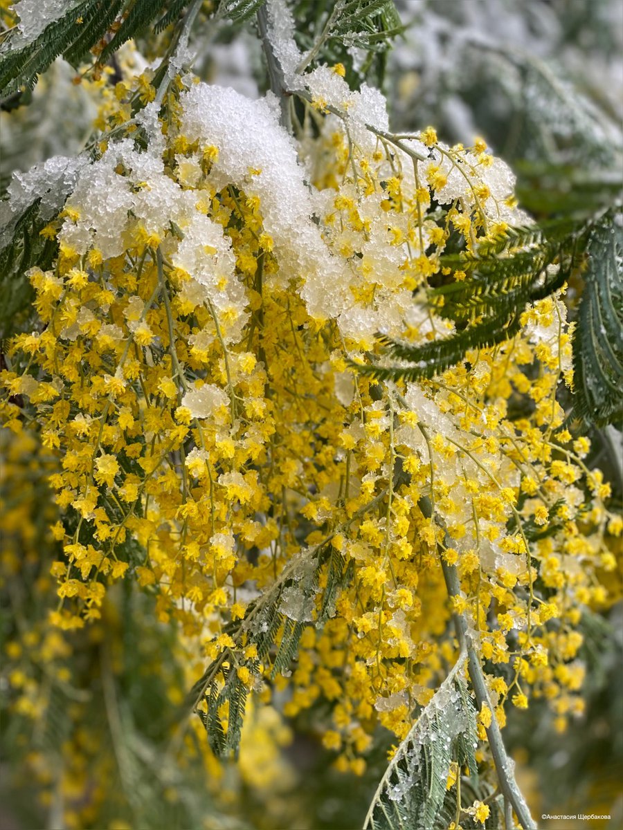 midsochi's tweet image. Зима пришла и на юг❄️
Снегопад в предгорной и горной зонах Сочи продолжается третьи сутки. На курорте сохраняется штормовое предупреждение. #photomir #sochi #winter #diplophoto