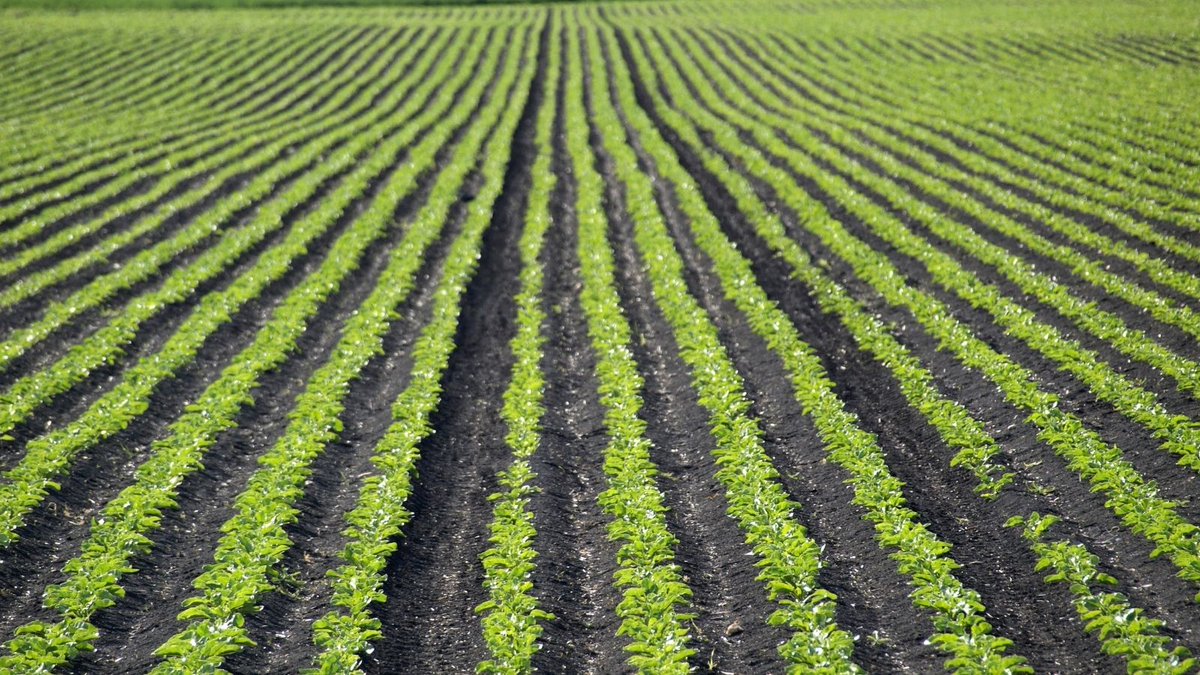 "Con estas opciones, la compañía pone foco en el #agricultor y la adaptación a cada caso concreto de sus #remolacheros" #ContrataciónAzucarera bit.ly/2NAyqMh