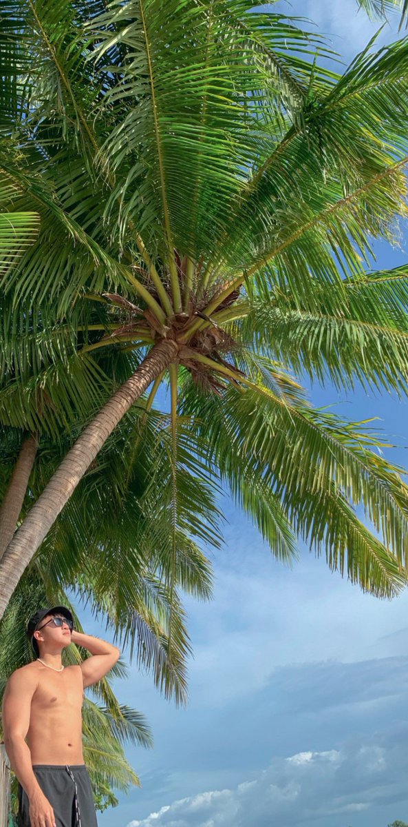 Johnmedina09's tweet photo. Sea breeze and the Palm trees https://t.co/HuTfoIaRsH