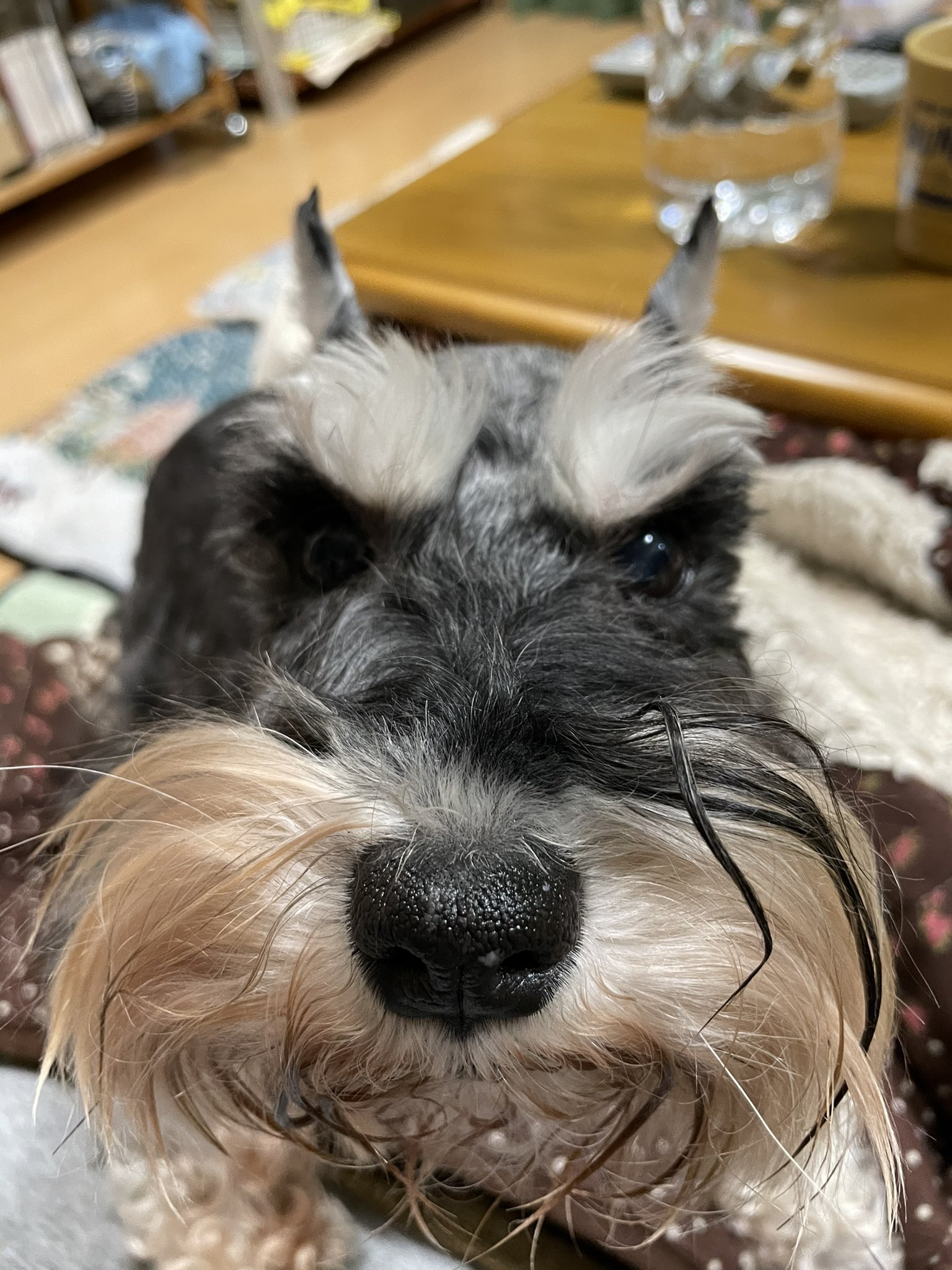 マヌエン あずき ただいま あずき ミニチュアシュナウザー ミニシュナ シュナ Miniatureschnauzer Sdrn 保護犬 元保護犬 保護犬シュナ部 T Co Yottiyssku Twitter