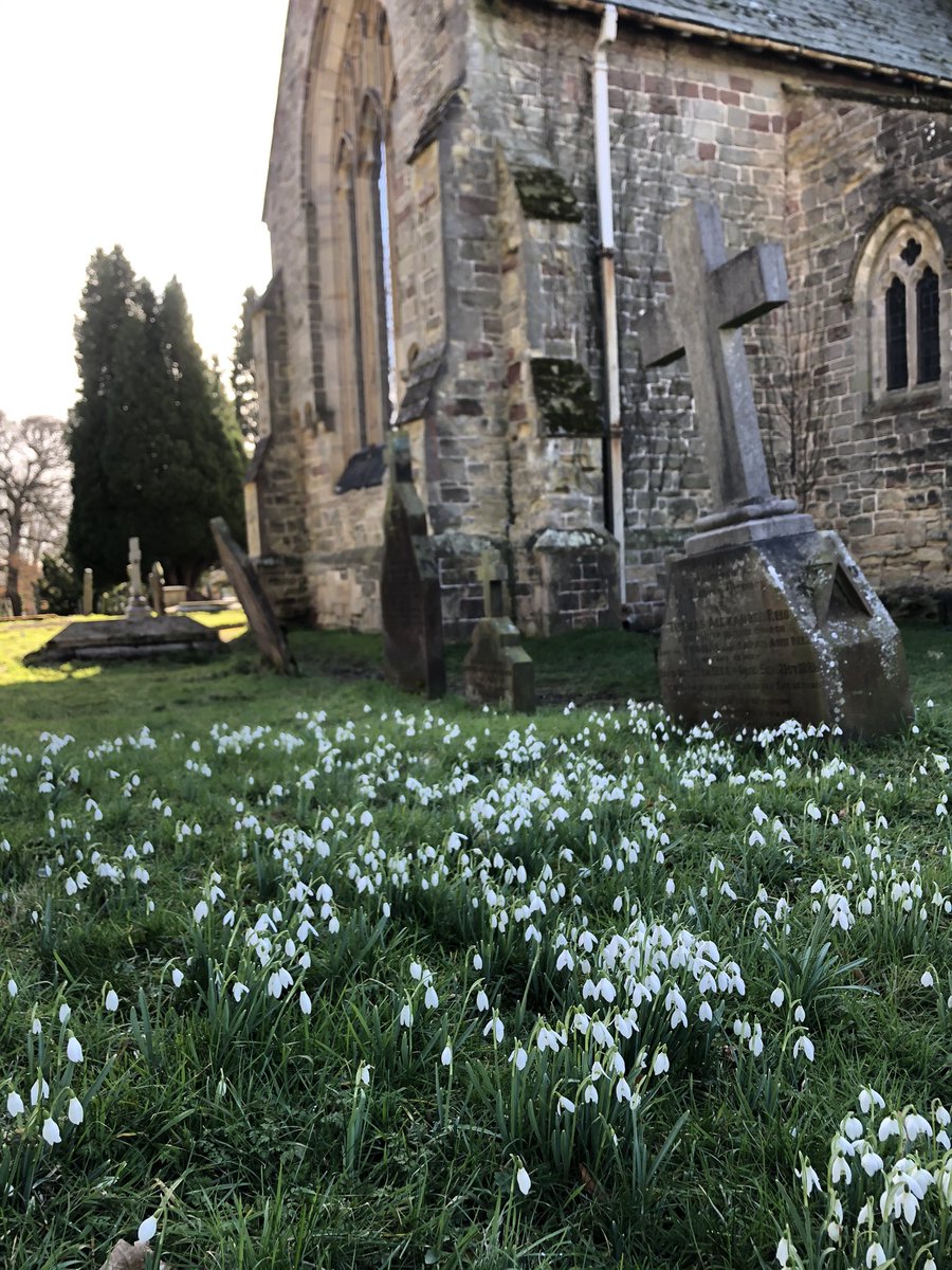 JillWarwick's tweet photo. A delightful show of snowdrops @SharowSt in the afternoon sun @BSBIbotany @wildflower_hour @godsacre https://t.co/TkNUd7Sy2U