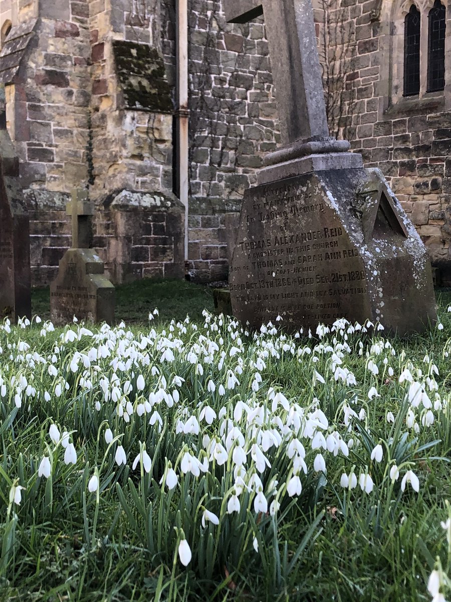 A delightful show of snowdrops <a href="/SharowSt/">St John's sharow</a> in the afternoon sun <a href="/BSBIbotany/">BSBI: Botanical Society of Britain & Ireland</a> <a href="/wildflower_hour/">wildflowerhour</a> <a href="/godsacre/">Caring for Gods Acre</a>