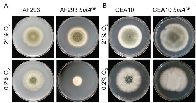 mBio (@mbiojournal) on Twitter photo A Heterogeneously Expressed Gene Family Modulates the Biofilm Architecture and Hypoxic Growth of Aspergillus fumigatus skyw.io/bfMi2Z A Heterogeneously Expressed Gene Family Modulates the Biofilm Architecture and Hypoxic Growth of Aspergillus fumigatus skyw.io/bfMi2Z
