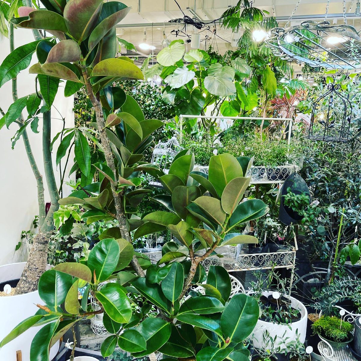 Hanaseikatsu Hanaseikatsu ジャングルコレクション 観葉植物 インテリアグリーン グリーンのある生活 インテリア 札幌 サッポロ 観葉 観葉植物好き 観葉植物インテリア 観葉植物のある暮らし 観葉植物のある生活 観葉植物専門 ドライフラワー