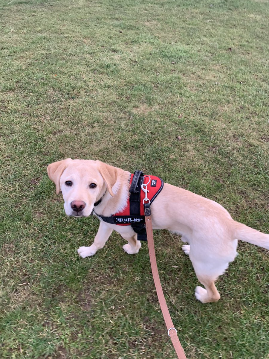 Puppy play dates are the highlight of my day 🥰