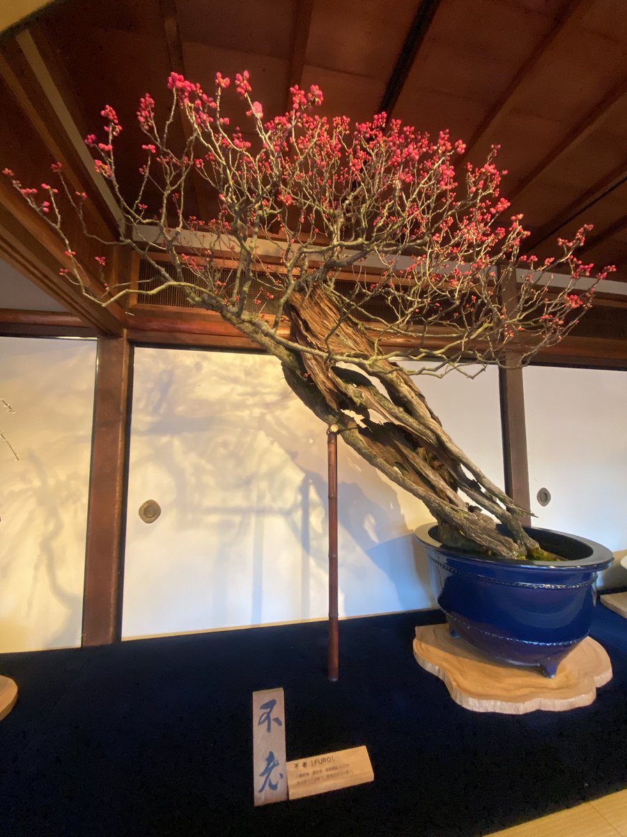 今なら長浜城歴史博物館で熱田の太郎さんと白山比咩神社の大太刀が一緒に見られるだってー?!
いつもと違う太郎さんが見られる素敵!
長浜浪漫パスポートを使えば1000円で指定施設の中から5箇所に入れるですって!しかも9月30日までならいつでも使える!今は盆梅展やってるよ!

っていうダイマ 