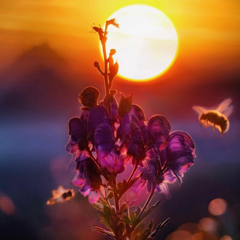 BeebombsDorset's tweet photo. Isn't our planet and everything on it just incredible? Absolutely breath taking photo of some bees getting their pollen fix in at sunset... 😍

📷 @beevitalcom

#sunset #nature #beautiful #wildlife #naturalbeauty #pollinators #bees #landscape #photography #insects #wildflowers https://t.co/Gj1Sbxes1a
