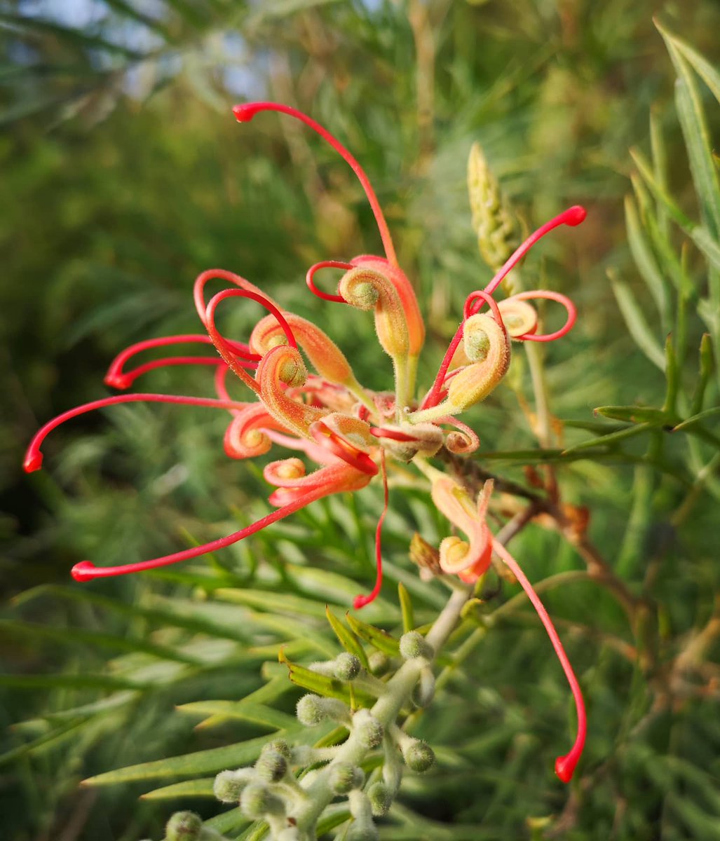 Mark Matthews tweet media