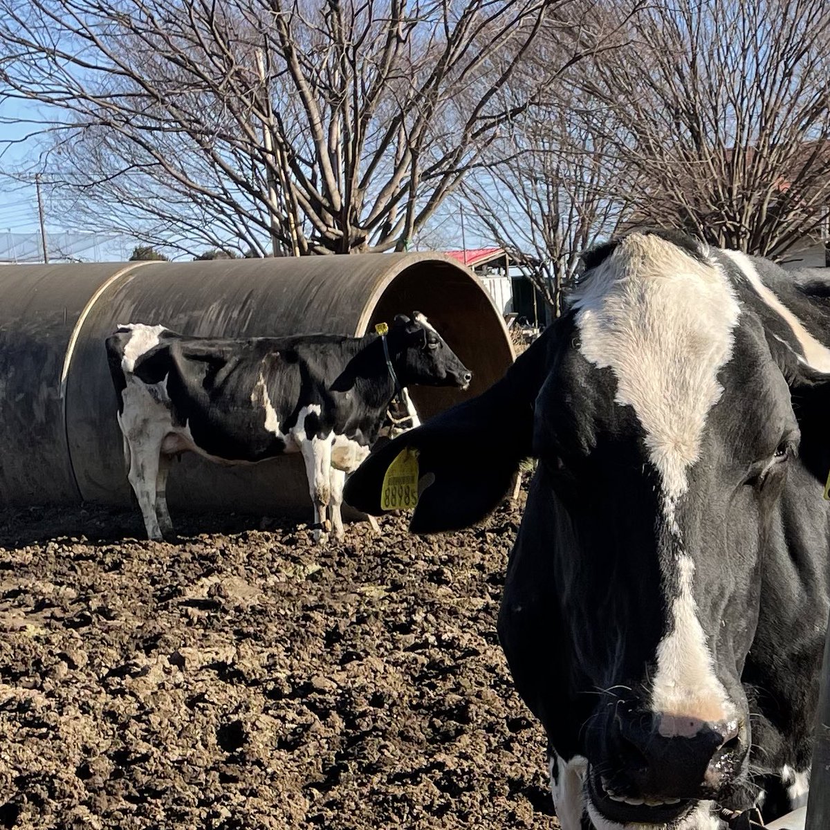 n_fl90's tweet photo. あ〜、浄化された🐄 https://t.co/vfHYBBDHdJ