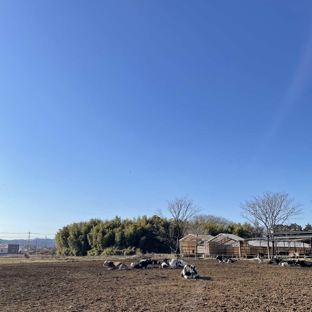 n_fl90's tweet photo. あ〜、浄化された🐄 https://t.co/vfHYBBDHdJ