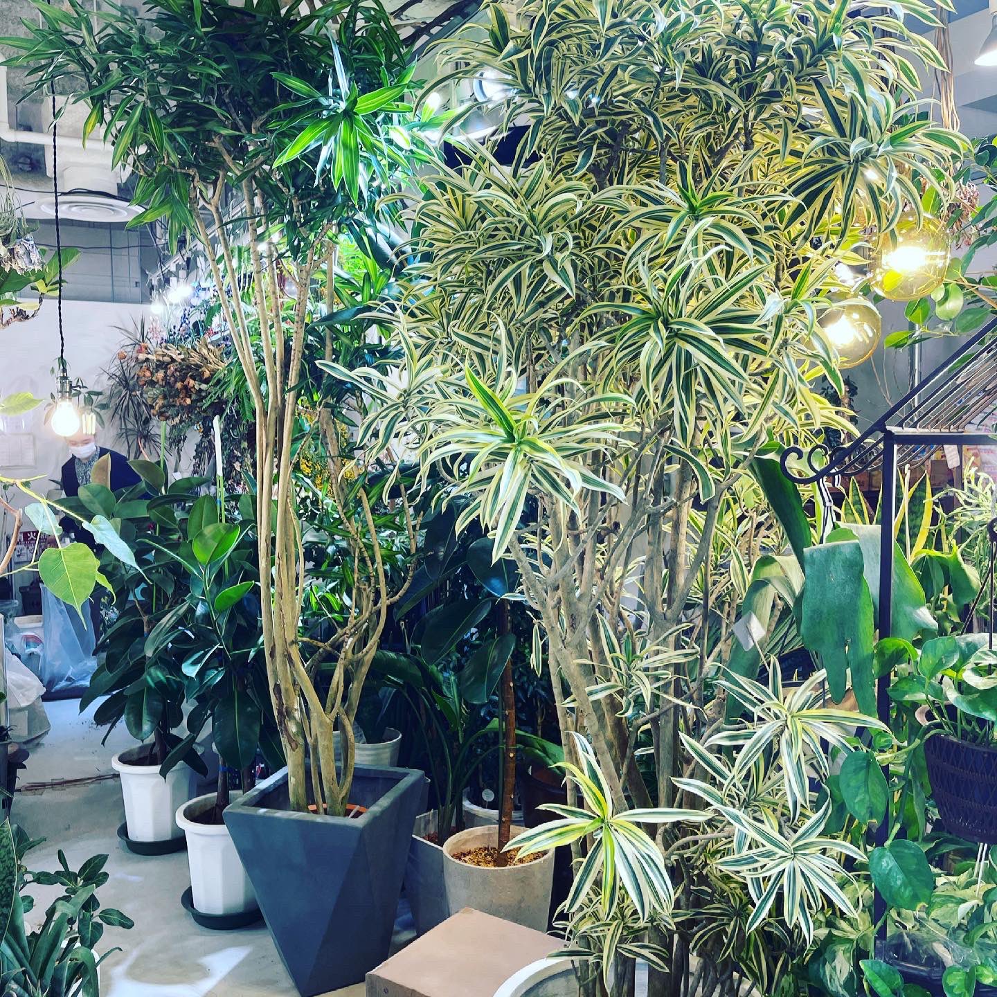 Uzivatel Hanaseikatsu Na Twitteru Hanaseikatsu ジャングルコレクション 観葉植物 インテリアグリーン グリーンのある生活 インテリア 札幌 サッポロ 観葉 観葉植物好き 観葉植物インテリア 観葉植物のある暮らし 観葉植物のある生活 観葉植物専門