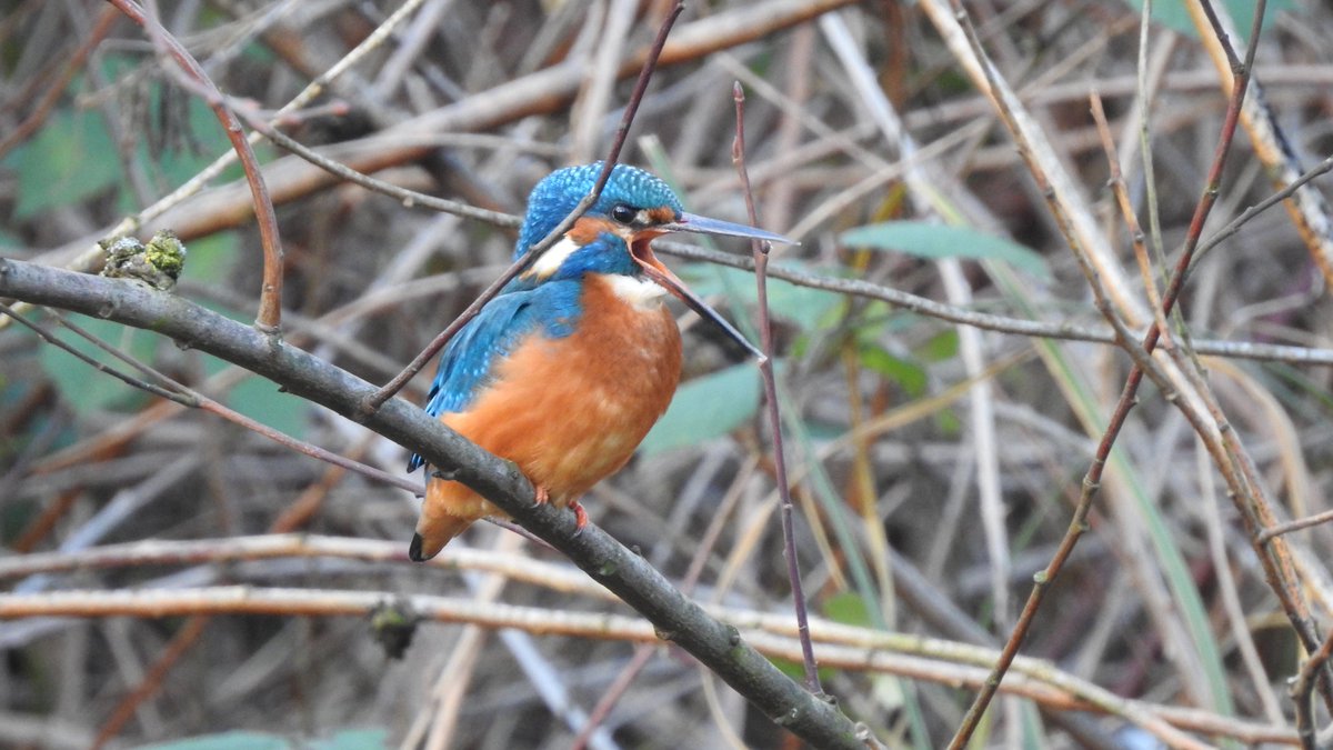 East London Kingfishers tweet media