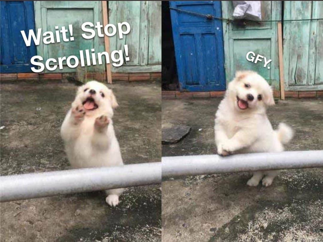 Shag Knight tweet media