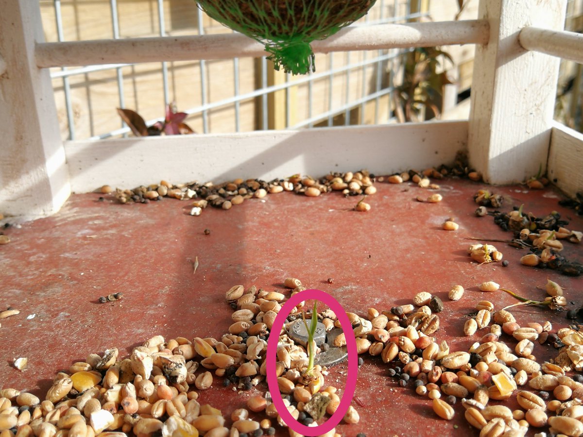 Bijzonder wel. 🙄 Het strooivoer dat al een paar weken, door de lokale vogelpopulatie overigens onaangeroerd, in ons vogelhuisje ligt, begint spontaan te ontkiemen...
En we gaven het niet eens water... 😁
Als dat geen mooi voorjaar wordt... 🌷