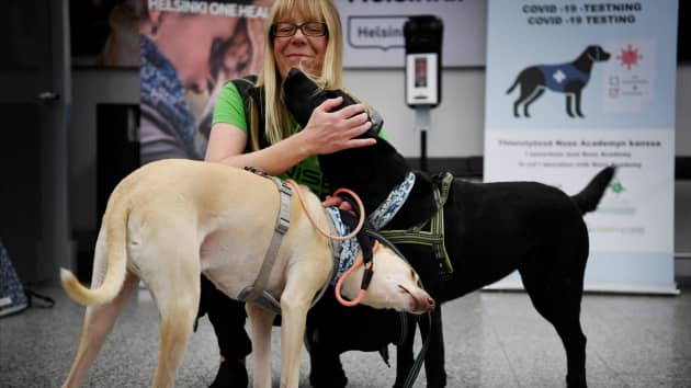Specially trained dogs that can detect #coronavirus with 94% accuracy are being deployed at Helsinki Airport in a pilot project to “sniff out” potential carriers of the #virus. More at (via @SkyNews)
https://t.co/Eclq1y9cxH
#infectiousdisease #COVID19 https://t.co/ZRkn6o0jEk