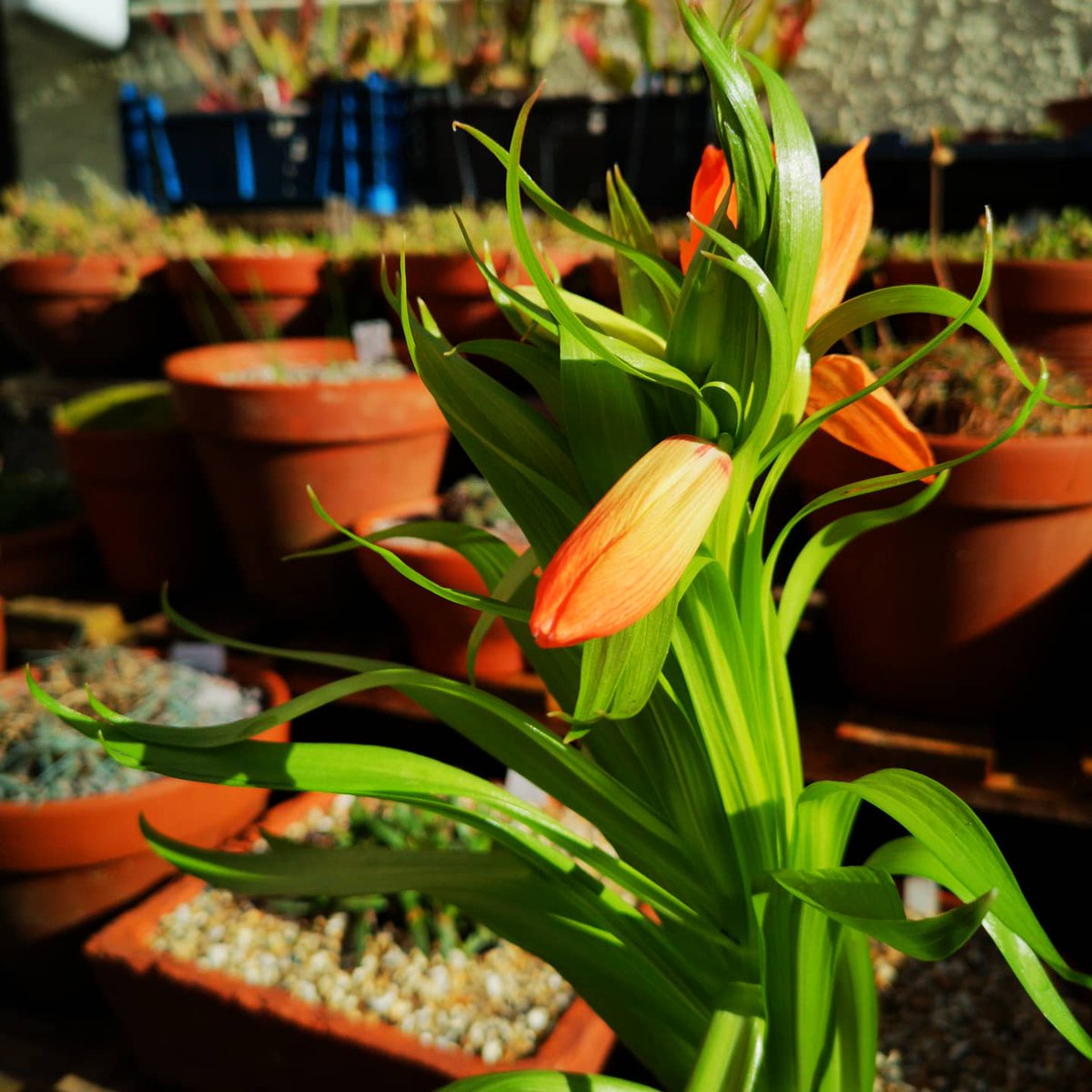 Mark Matthews tweet media