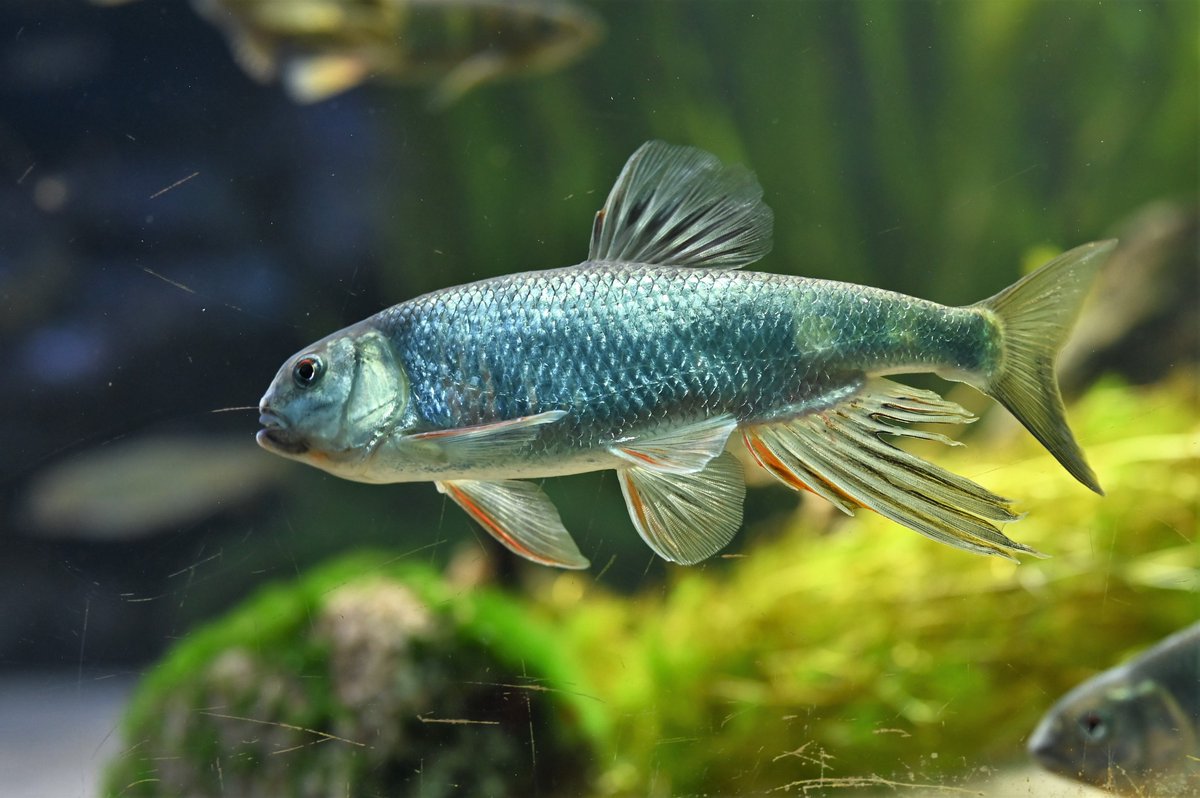 空白寺 きれいな川にはねぇ きれいな魚がいるんだよ と5歳ぐらいの男の子が水族館で言ってました 本当にそうだと思います