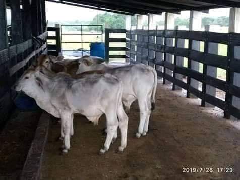 Agribusiness Magazine tweet media