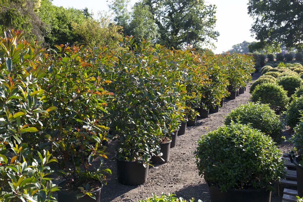 Butterworth Horticulture (@butterworthhort) on Twitter photo 🌿 As part of our 'Spring Offer', <a href="/FormPlants/">Form Plants Ltd</a> are giving 10% off all orders of Perennials, Grasses & Ferns from stock & 20% off Hedging.
Contact info@formplants.com to receive our brochure / current stock list and place your next order!
#plantingproject #plantsupply #plantsale 🌿 As part of our 'Spring Offer', <a href="/FormPlants/">Form Plants Ltd</a> are giving 10% off all orders of Perennials, Grasses & Ferns from stock & 20% off Hedging.
Contact info@formplants.com to receive our brochure / current stock list and place your next order!
#plantingproject #plantsupply #plantsale