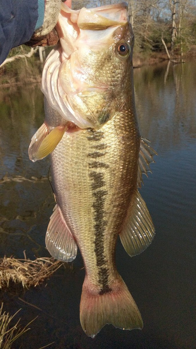 #FF Follow these great companies <a href="/spro_usa/">Official SPRO USA</a> <a href="/QuantumTackle/">Quantum Fishing</a> <a href="/BassCastNews/">The Bass Cast 🎣🚤📰</a> <a href="/myyolotek/">myYOLOtek</a> <a href="/Reelsnot/">Reelsnot</a> <a href="/PowerTeamLures/">PowerTeam Lures</a> <a href="/calcoastfishing/">Cal Coast Fishing</a> <a href="/EliteRods/">Elite Rods</a>  <a href="/MISSILE_BAITS/">MISSILE_BAITS</a> <a href="/ReelAmerHeroes/">Reel American Heroes</a> <a href="/thmarineteam/">T-H Marine Supplies</a> <a href="/MinnKotaMotors/">Minn Kota</a> <a href="/GreenTop1947/">Green Top Sporting Goods</a> <a href="/LowranceFishing/">Lowrance Fishing</a> <a href="/GoPro/">GoPro</a> <a href="/bassmaster/">Bassmaster</a> <a href="/Line_Cutterz/">Line Cutterz,  LLC.</a> <a href="/VibeKayaks/">Vibe Kayaks</a>