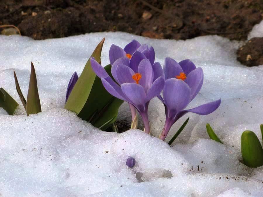 Выбравшись на весеннее солнце и совершив первый