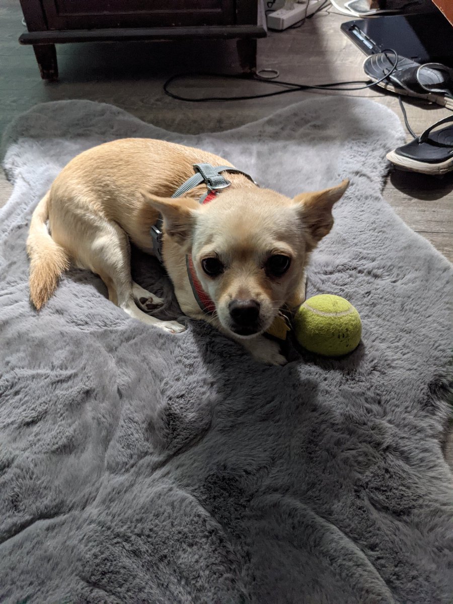 raghuz's tweet photo. @TheFirstDogs Meet cute... sweet furry baby https://t.co/PPp6bl0LIy