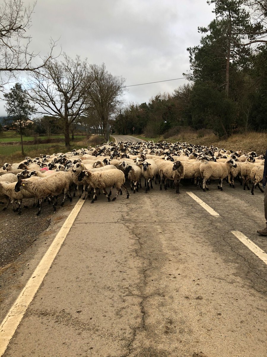 Els ramats locals ens ajuden a fer el manteniment franges perimetrals de protecció contra #IncendisForestals de la Urbanització Serrabardina #Seva, Reserva de la Bioesfera @montseny
Actuacions contemplades pla anual #AGFMP finançat per #OTMPIF de la @diba
#EconomiaCircular