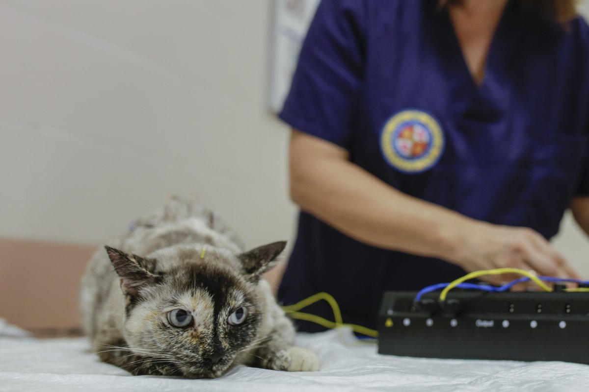 uaxuniversidad's tweet photo. Feliz #DíaMundialdelGato. 

¿Sabías que la acupuntura estimula diversas estructuras nerviosas y vasculares que ayudan a controlar el dolor? En nuestro Hospital Clínico Veterinario se realizan tratamientos innovadores de esta modalidad de Medicina Integrativa. #HCVUAX #veterinaria https://t.co/e8g7o9IWlq