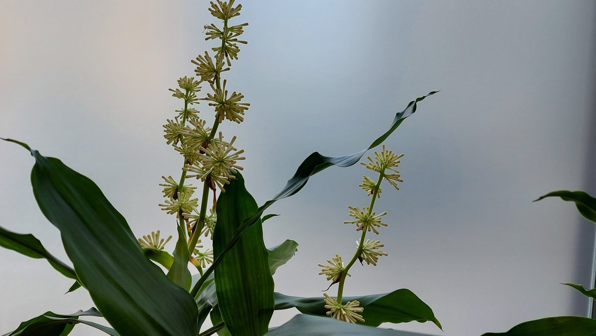 Flowering Dracaenas.