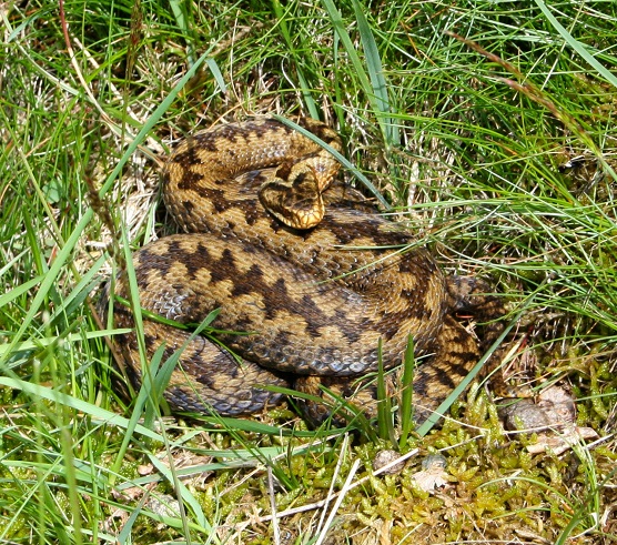 NatureScot_NE's tweet photo. APPLY BY SUNDAY!
Seasonal post at Muir of Dinnet NNR🐍🦉🦋🌿 (check it out 👀 https://t.co/87VCrrj4Hv)?!
Help with bird, vegetation and invertebrate monitoring, visitor management and support the day to day running, 22hrs/wk, April-Oct. https://t.co/1ZESOyZ6Uq
#job @nature_scot https://t.co/qqh3cXhcYA