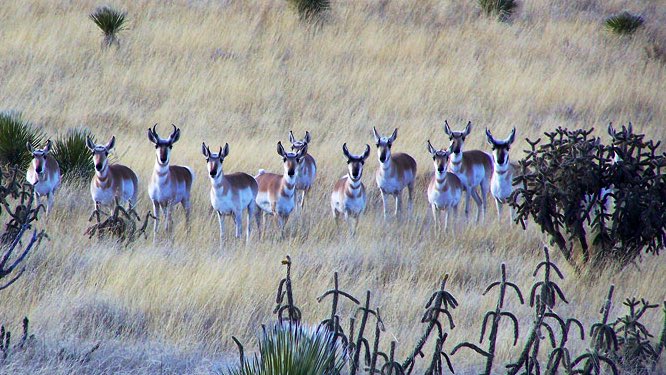 Critical legislation in New Mexico would create a modern wildlife management system for the state and help lead the nation.
<a href="/NWF/">National Wildlife Federation</a> encourages the New Mexico Senate Conservation Committee to support SB 312.
@ASL4Justice4all @gwschmedes <a href="/SenJoeCervantes/">Sen. Joe Cervantes</a> <a href="/HAROLDPOPEJR1/">HAROLD POPE JR</a> <a href="/Carrie_Hamblen/">Carrie Hamblen</a>
