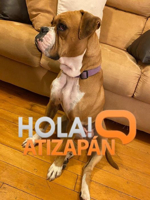 hola_atizapan's tweet photo. #AlertaPet: #Atizapán
“Se perdió en atizapan centro el día 18/02/2021 su nombre es Lily. Es una perrita de raza bóxer color miel tiene manchas blancas en la parte de si boca, cuello, en la panza no es agresiva cualquier cosas comunicarse al tel:5546063483”(Sic) https://t.co/9vGoIksJIX