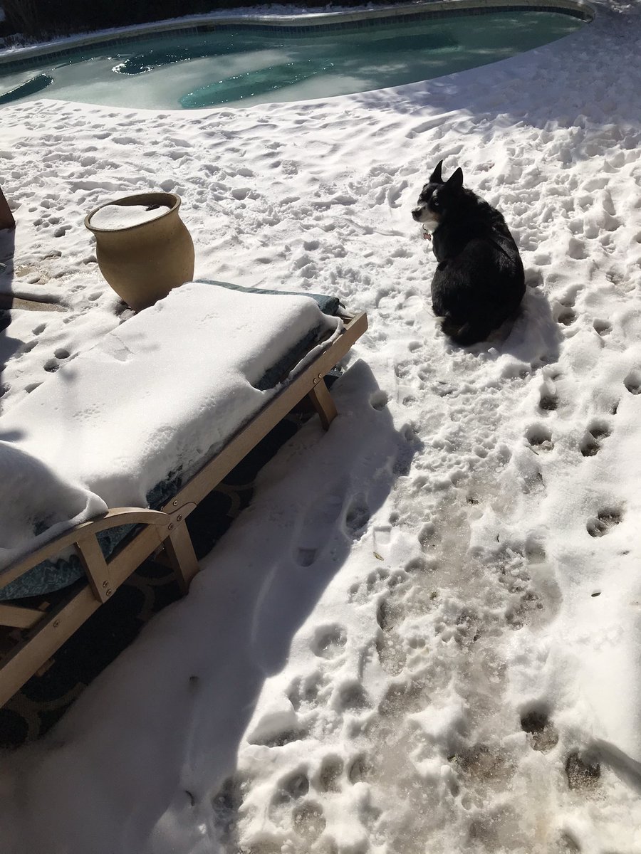 MagelluKelly's tweet photo. The snow days continue here in Dallas, TX. Elsa seems to be enjoying it, at least. The sun is thawing the ice on the pool. The crazy thing is it will probably be warm enough to swim next week. #snowvid21 #DallasWeather #DFWWinterStorm https://t.co/4b5AaGNH1p