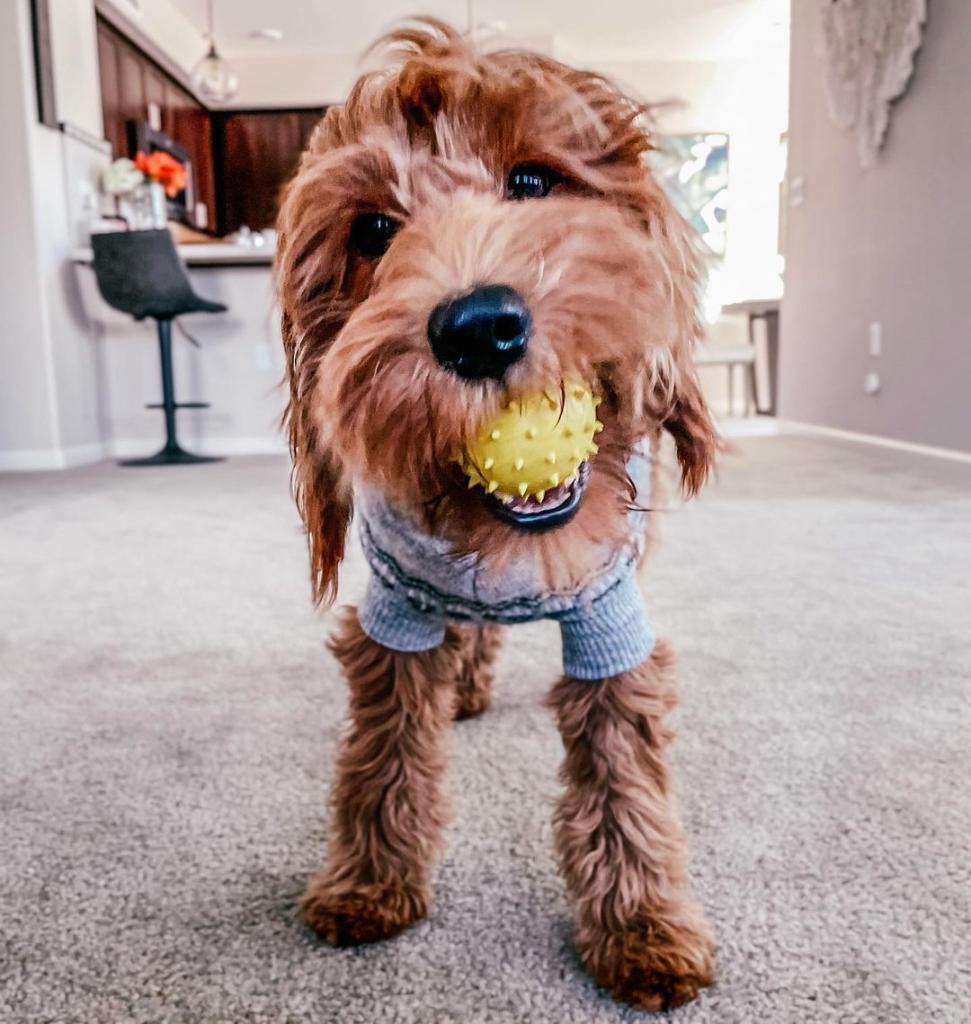 KB Home (@kbhome) on Twitter photo If you have pets at home, the right flooring can make a huge difference.
You love how adorable they are — but you also know how messy they can be. Good to know our Design Studio offers durable choices from trusted brands like <a href="/Shaw_Inc/">Shaw Industries</a>. #loveyourpetday If you have pets at home, the right flooring can make a huge difference.
You love how adorable they are — but you also know how messy they can be. Good to know our Design Studio offers durable choices from trusted brands like <a href="/Shaw_Inc/">Shaw Industries</a>. #loveyourpetday