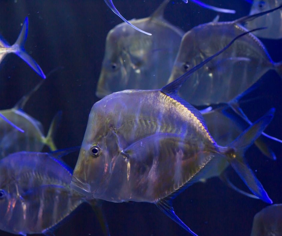 RipleysAquaCA's tweet image. Look here to SEA a Lookdown! 🐟This fish received its name from the way it appears to be ‘looking down’ as it swims. Have you spotted one of these disk like creatures before?  #FeaturedFishFriday