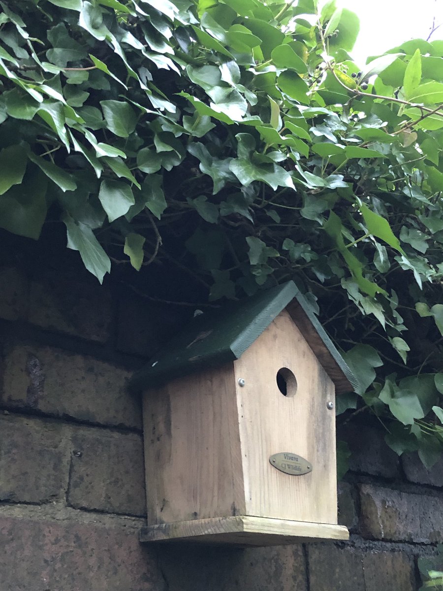 It’s #NationalNestBoxWeek this week.

New sparrow box put up from @Natures_Voice under the Alder tree and another moved to a more suitable place hidden in the ivy. 

Hopefully get a few more residents in the spring.