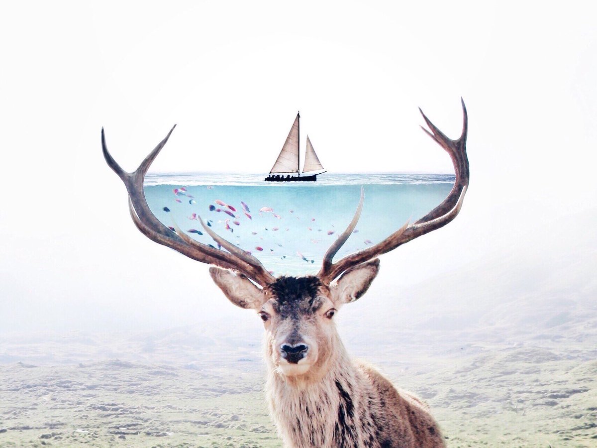 heyluisa_'s tweet photo. Hey! My name is Luisa and I create digital art with magical animals ✨ oh and I’m new on twitter 👋🏻 #AnimalArtistsUnite https://t.co/owHpTEo7Xc