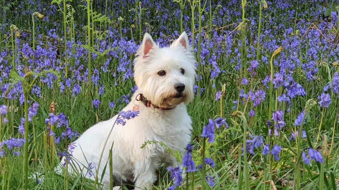 ScotRail's tweet photo. Rosie belongs to one of our Duty Operations Managers. Isn't she adorable? She's Team ScotRail all the way... but are you? Hope so!
Please #VoteScotRail #WorldCupOfTrainOperators and bring the trophy to bonnie Scotland! https://t.co/ptUE1VzI1Q